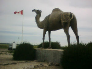 camel of Glenboro